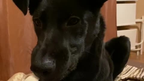 Talking beautiful dog