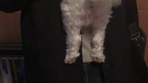 Tail looks like a propeller