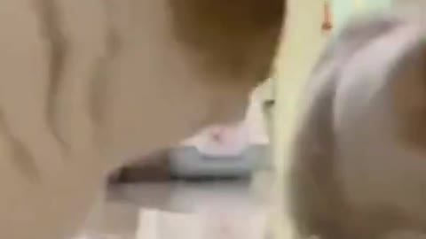 Funny Cat 😍😍😍@petsdaily_1 #shorts