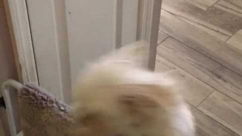 White dog jumps over doggy door barrier in hallway