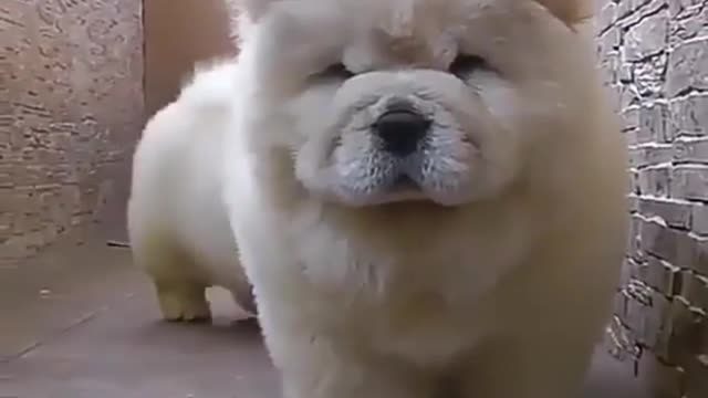 Chow Chow