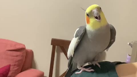 My cute bird Charlie was laughing with me 😂😂