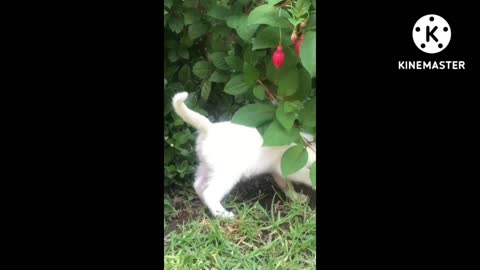 Cat funny video