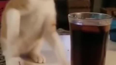 funny cats reactionCats Fighting and Meowing - These Two are Bloody Brothers | Viral Cat