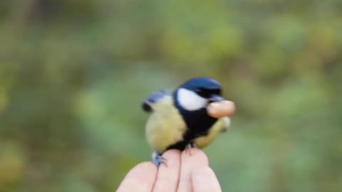 Cute bird