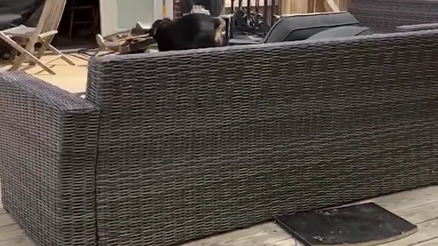 The funniest animal and pet videos
