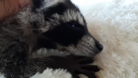 The raccoon purrs like a cat.