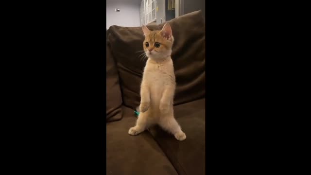 Funniest cat,s reaction family fighting