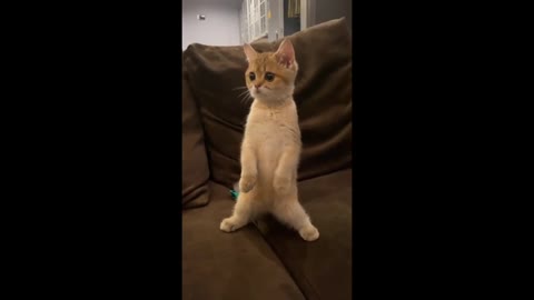 Funniest cat,s reaction family fighting