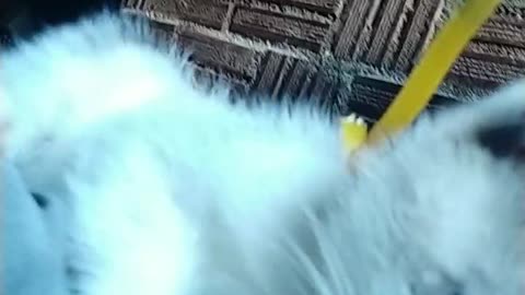 Gato novinho brincalhão