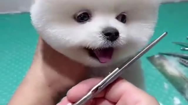 Cute dogs