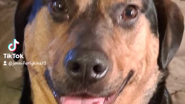 The many faces of dog dog.