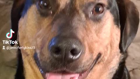 The many faces of dog dog.