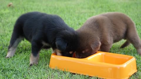 ||cute puppies|| drinking milk