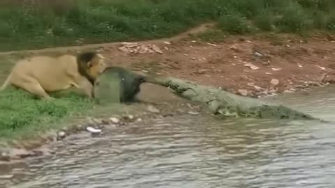 Lion vs crocodile fight #lion #crocodile