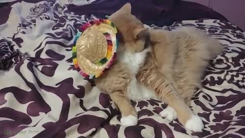 Funny Cat videos of 2022