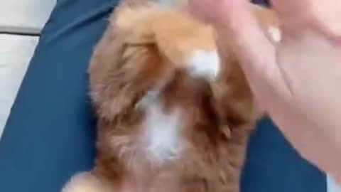 .Cancan Puppy