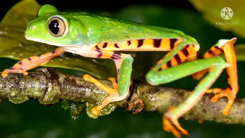 The frog is going up the tree.