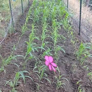 Corn update 6-29-2021