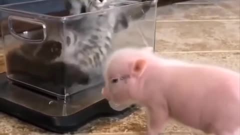 Lovely and funny animals videos😍😍