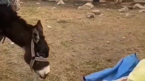 🤣🤣🤣🤣🤣🤣🤣🤣🤣🤣🤣🤣🤣🤣