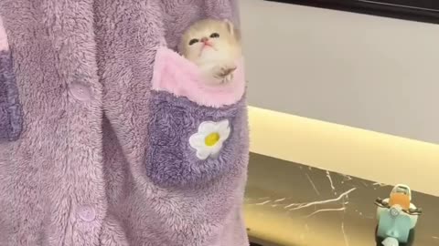Most popular kitten video 2024😍😻