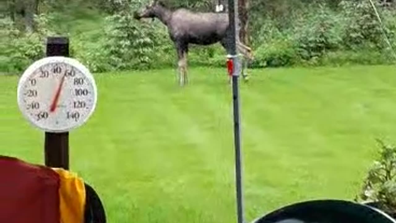 Moose Plays Ball In The Rain