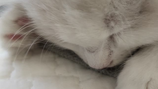 The way it sleeps is very cute!