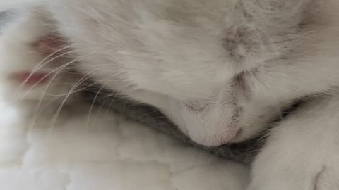 The way it sleeps is very cute!