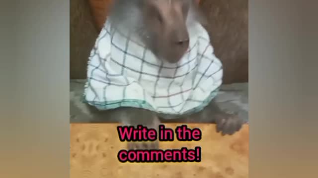 Monkey eats borscht for lunch!