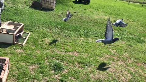 Free birds
