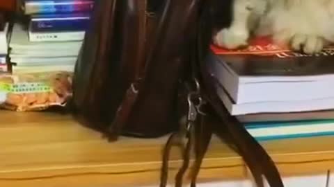 Cat steals the owner's bag