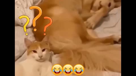 Dog funny video interesting video