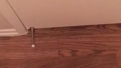 White cat sticking paw under door