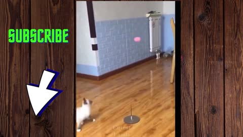 kitten playing very entertained