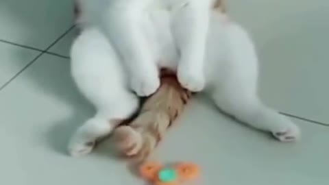 Cute cat video complition 2021