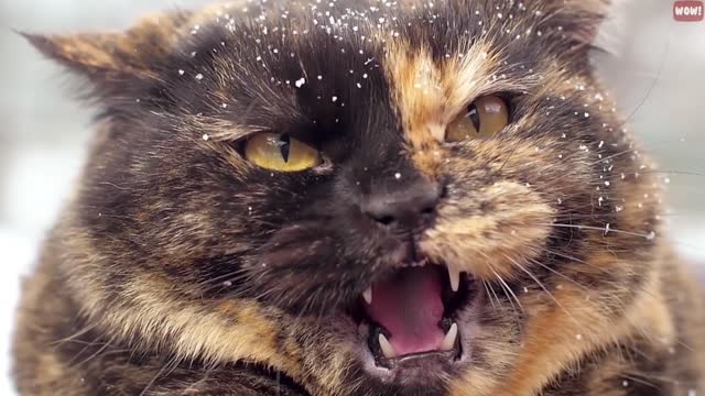 The Meaning Behind Strangest Cat Behaviors