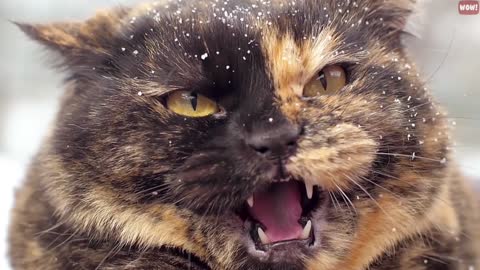 The Meaning Behind Strangest Cat Behaviors
