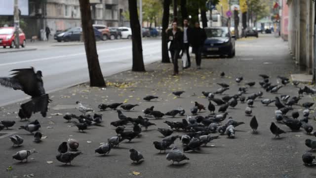 Birds in the street