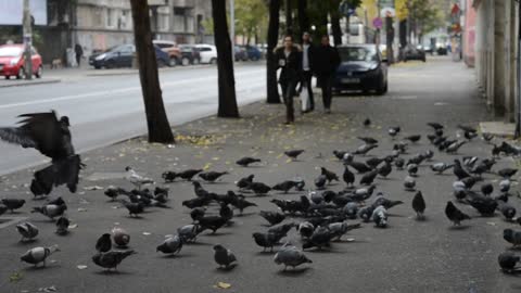 Birds in the street