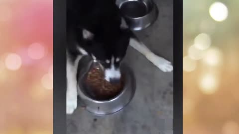 The Best Funny Dogs Video Compilation!!! 🤣😊You won't be able to stop laughing !!!