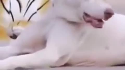 Puppy dog near tiger toy। puppy suddenly surprise.puppy understand tiger attack।