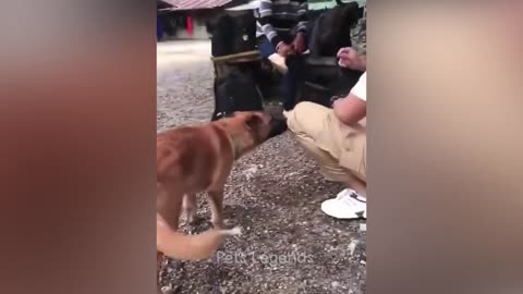 Funniest Animals 2024