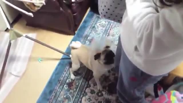 TOP_10_dog_barking_videos_compilation_Dog_barking_sound_