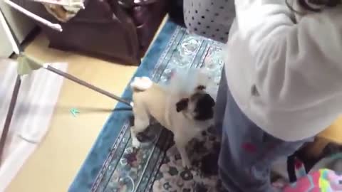TOP_10_dog_barking_videos_compilation_Dog_barking_sound_