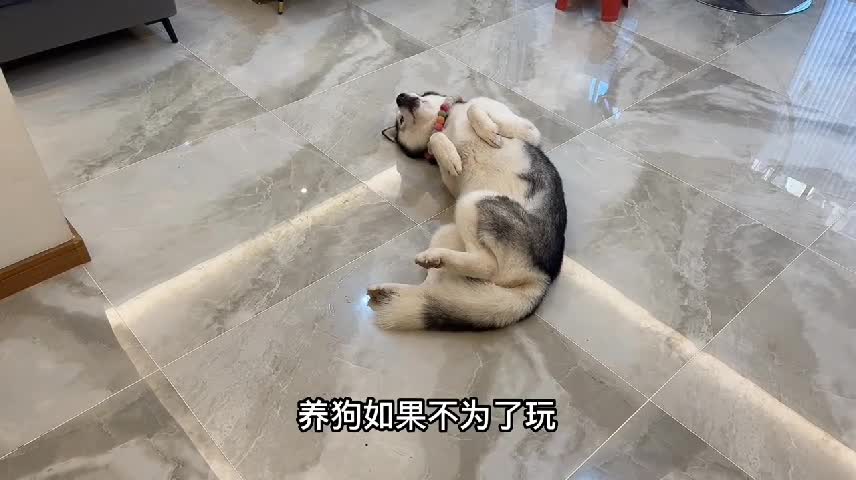 The Life Of Living With A Husky Day2