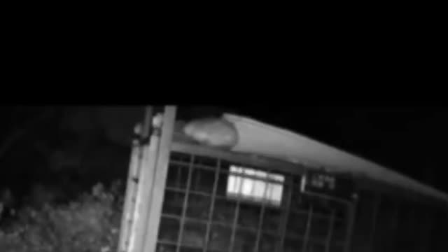 The boar got into my trap