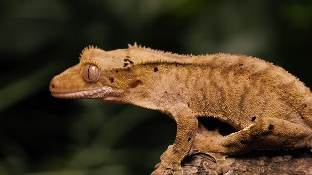 Orange Gecko on a tree trunk closeup shot
