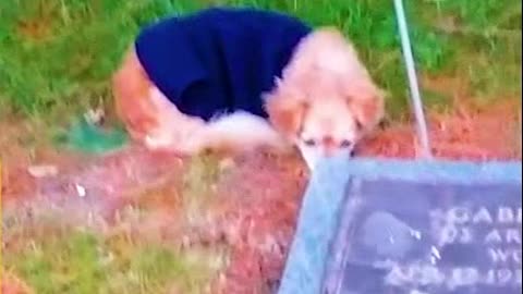 Dogs Sob For Their Owners