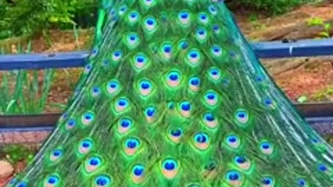 The peacock spreads his splendid tail.
